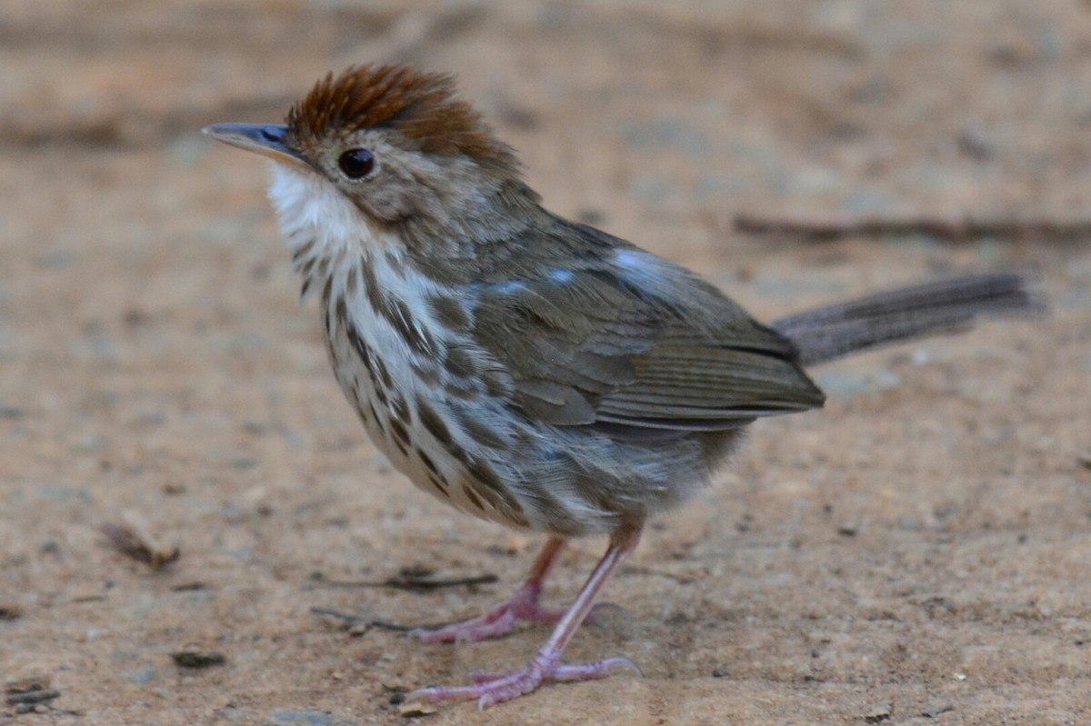 Puff-throated Babbler - ML32740421