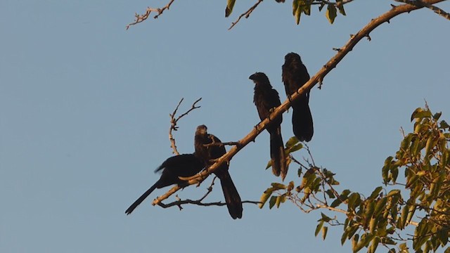 Smooth-billed Ani - ML327406091