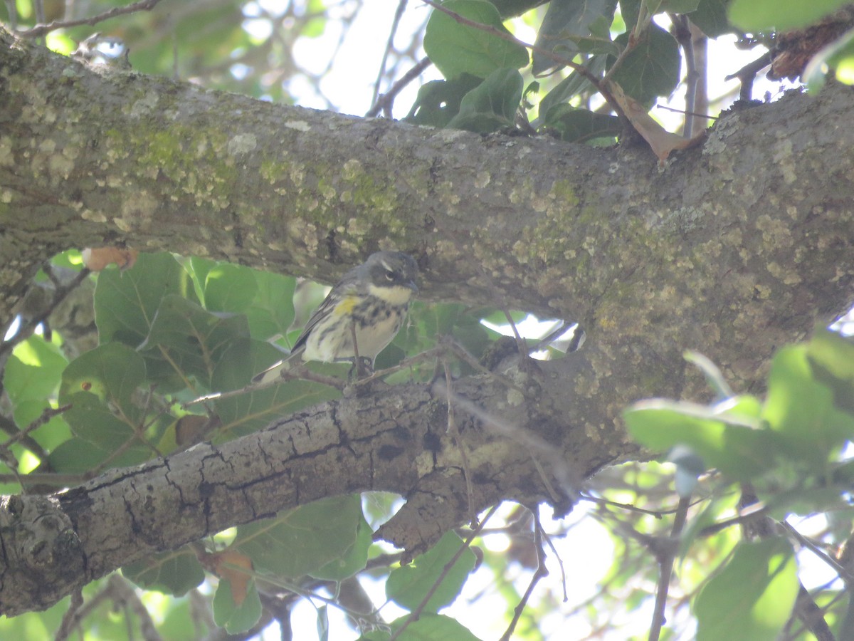 Yellow-rumped Warbler (Myrtle) - ML327408171