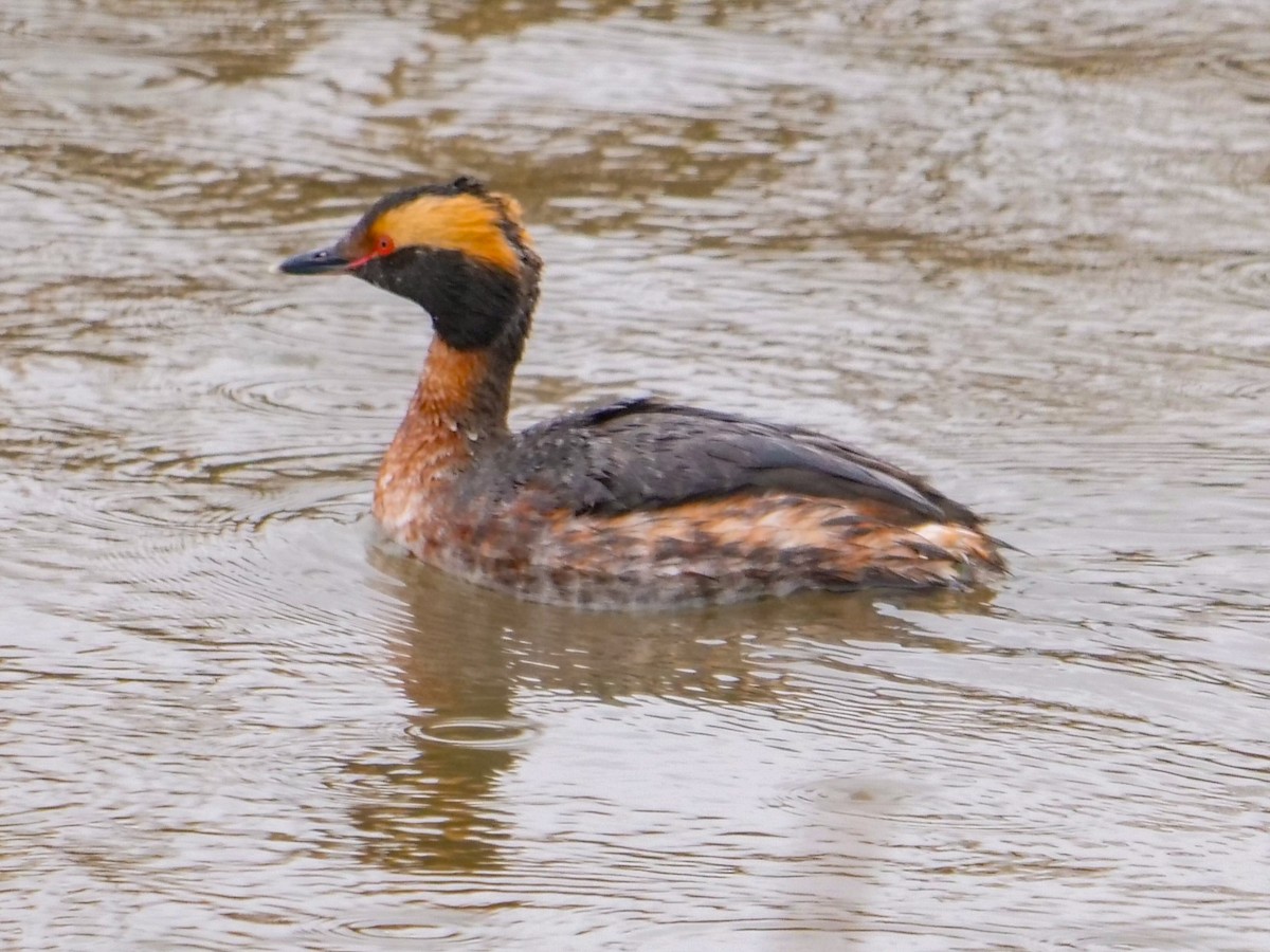 Horned Grebe - ML327408431