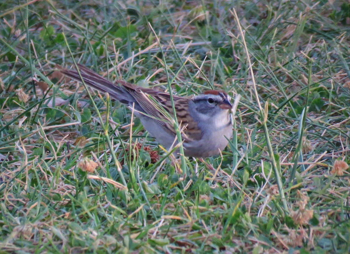 Chipping Sparrow - ML327408751