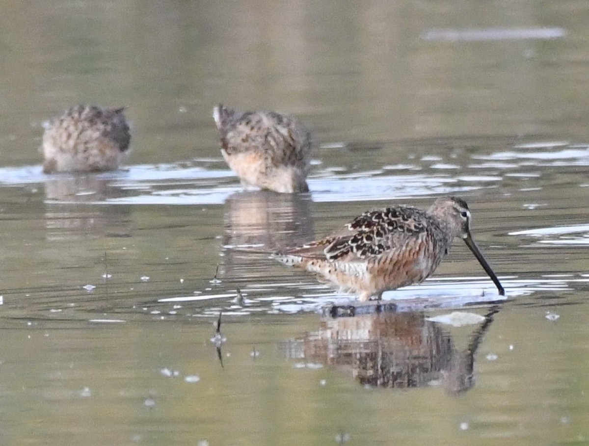 Long-billed Dowitcher - ML327408921