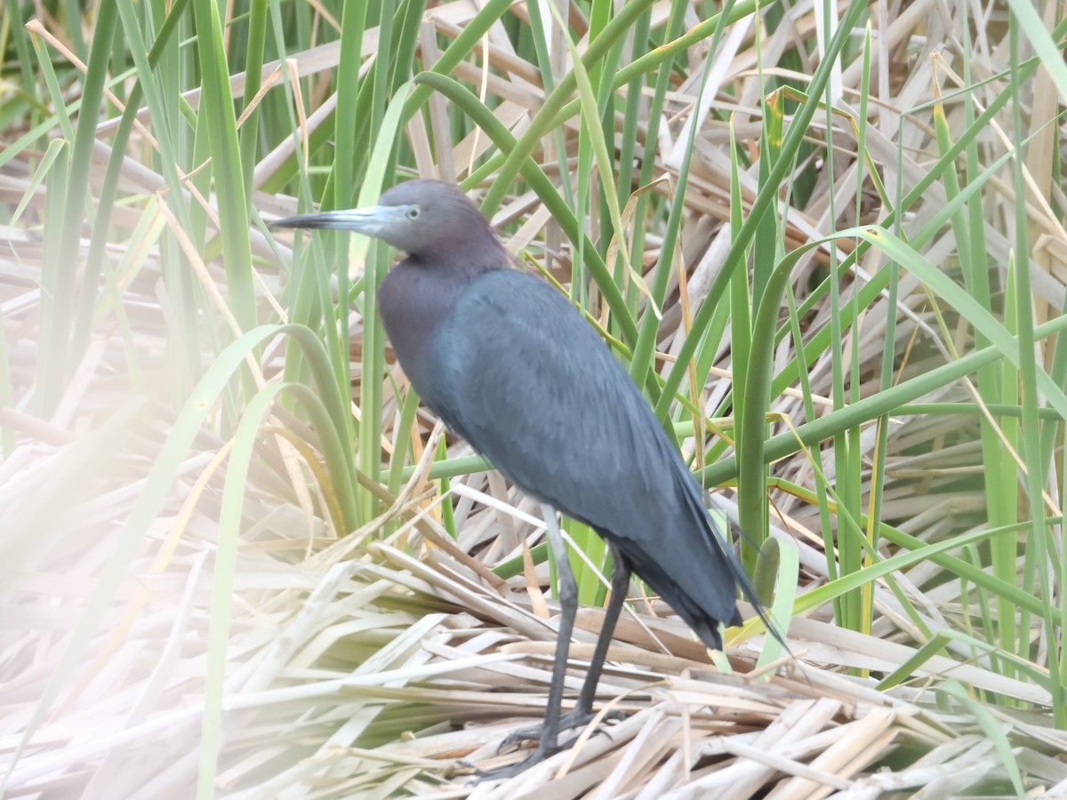 Little Blue Heron - ML327409631