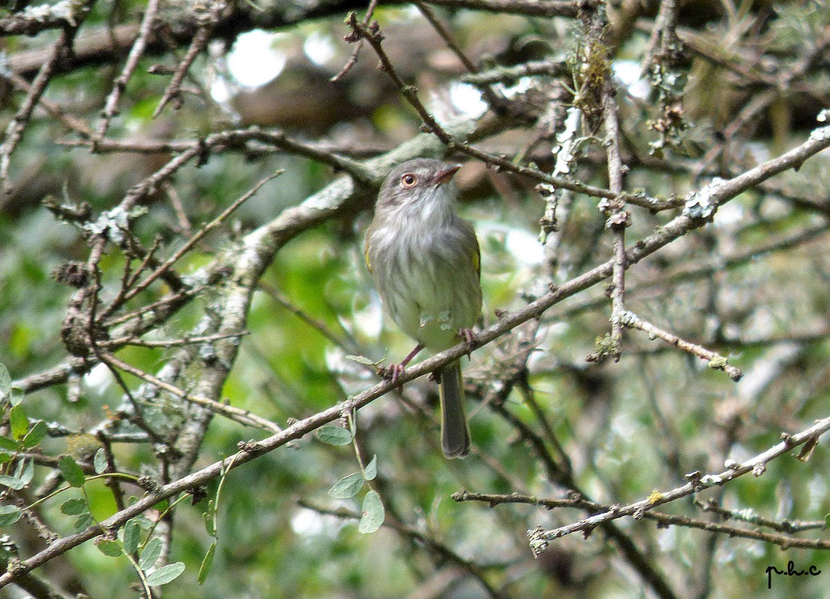 Pearly-vented Tody-Tyrant - ML327414051