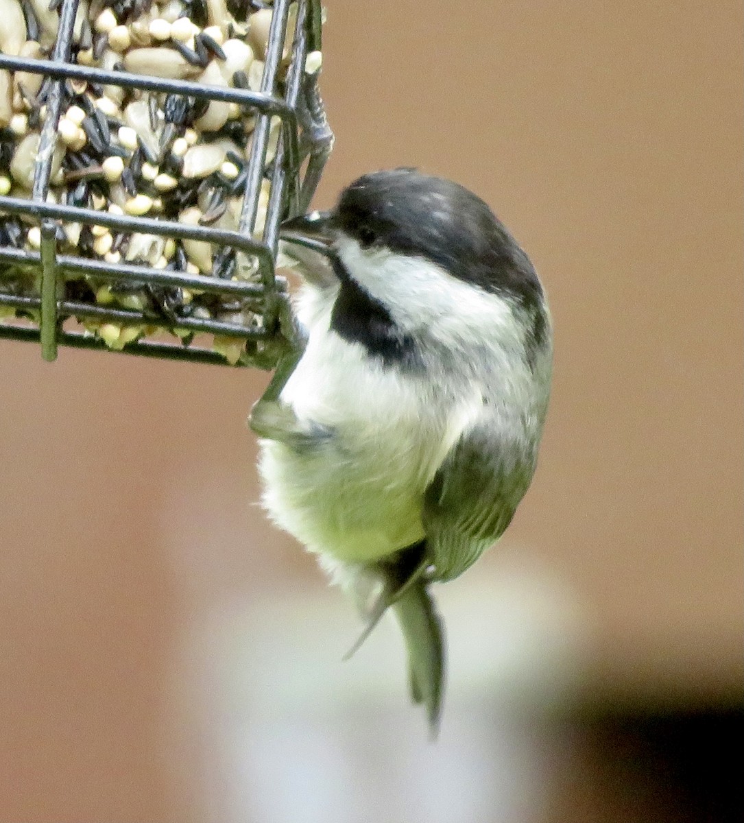 Carolina Chickadee - ML327416571