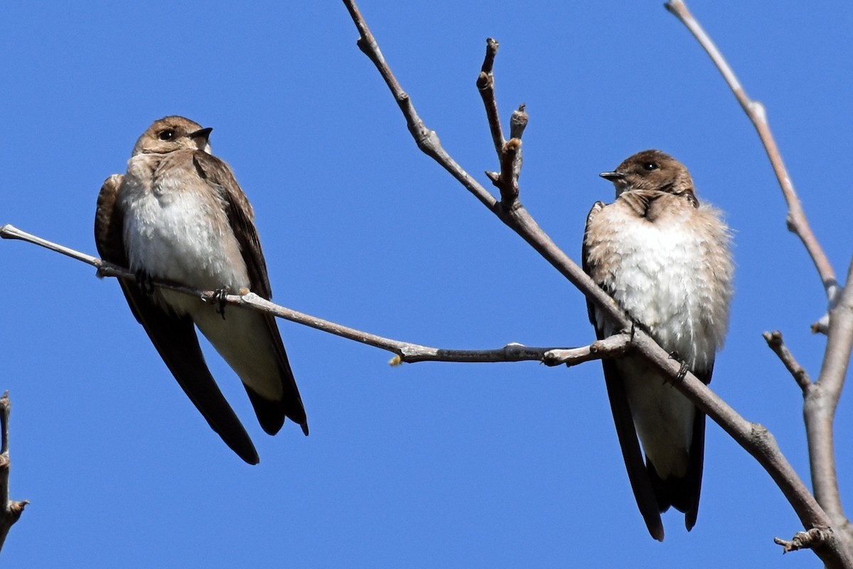 Northern Rough-winged Swallow - ML327417881