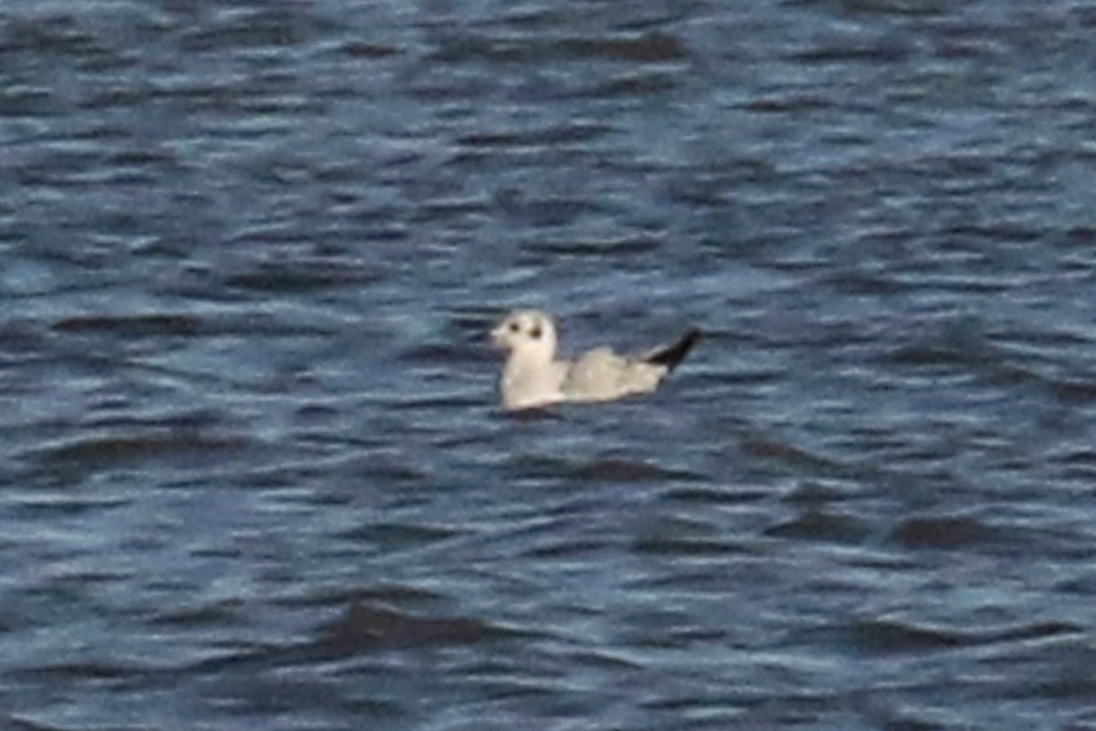 Bonaparte's Gull - ML327418331