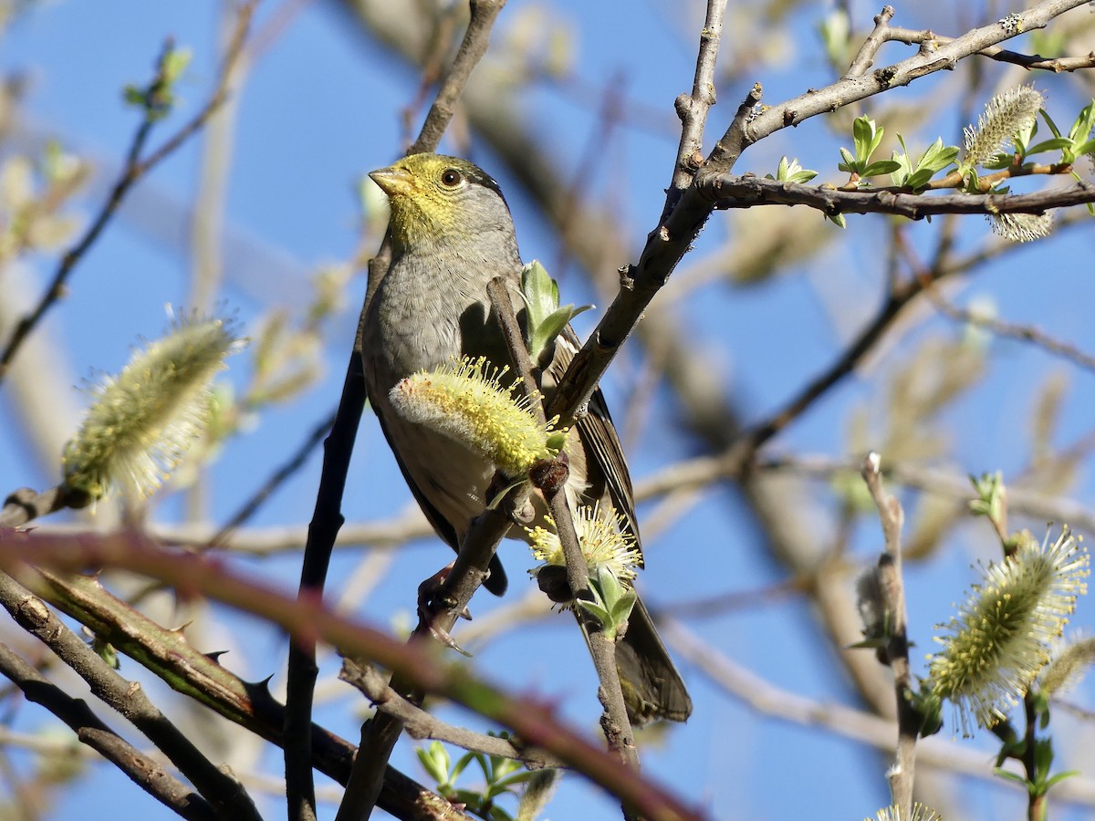 Golden-crowned Sparrow - ML327418371