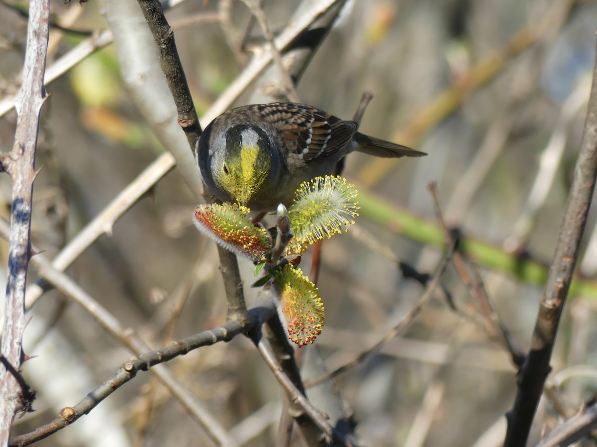 Golden-crowned Sparrow - Mike McGrenere