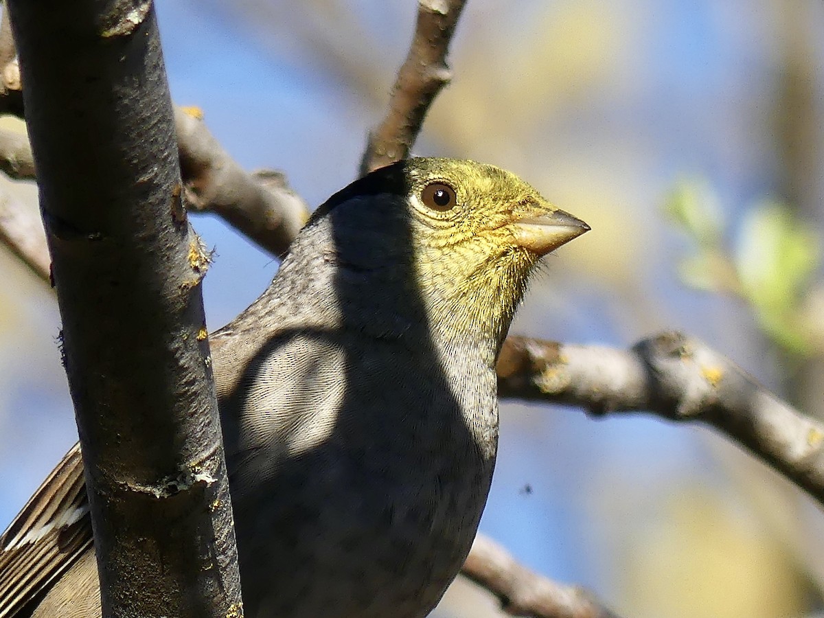 Golden-crowned Sparrow - Mike McGrenere