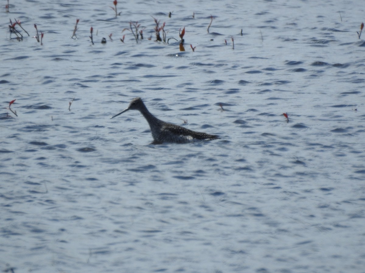 Greater Yellowlegs - ML327418721