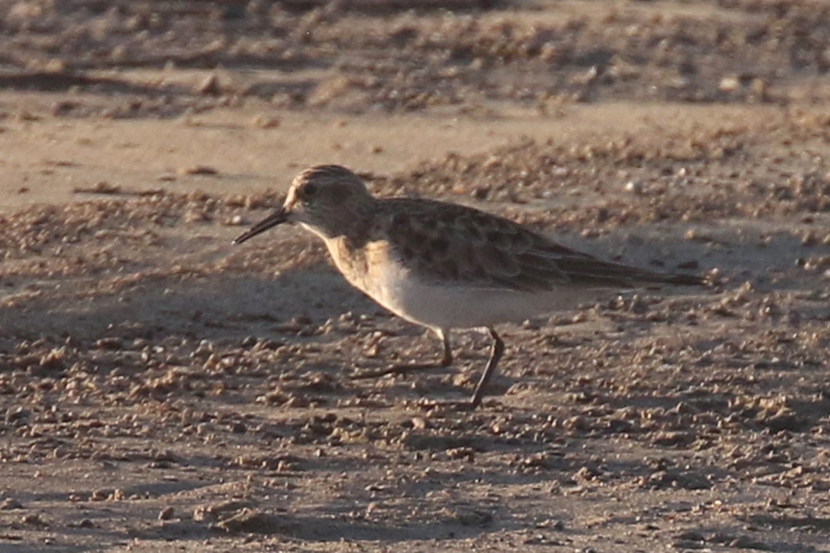 Baird's Sandpiper - ML327418771