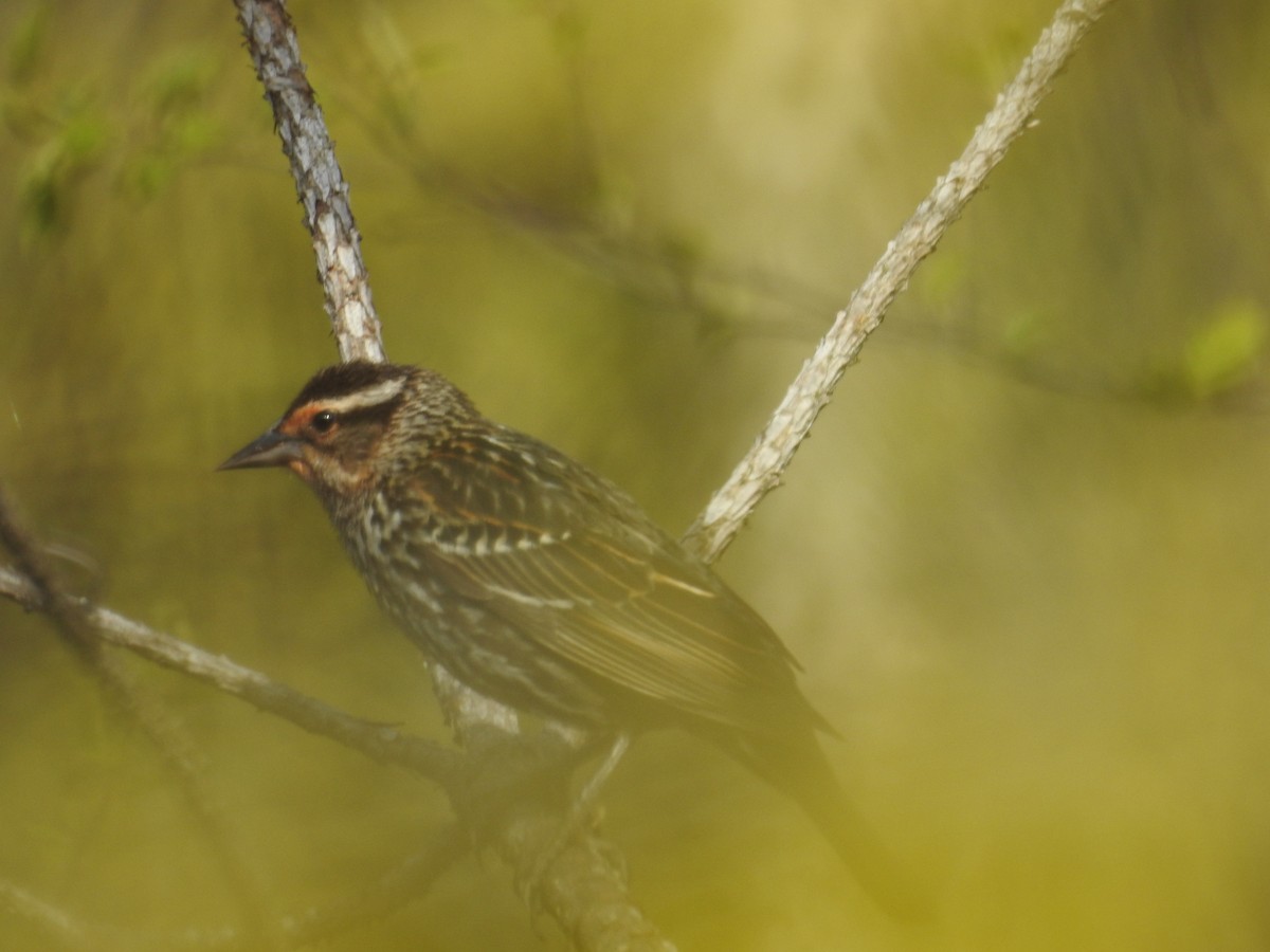 Red-winged Blackbird - ML327420661