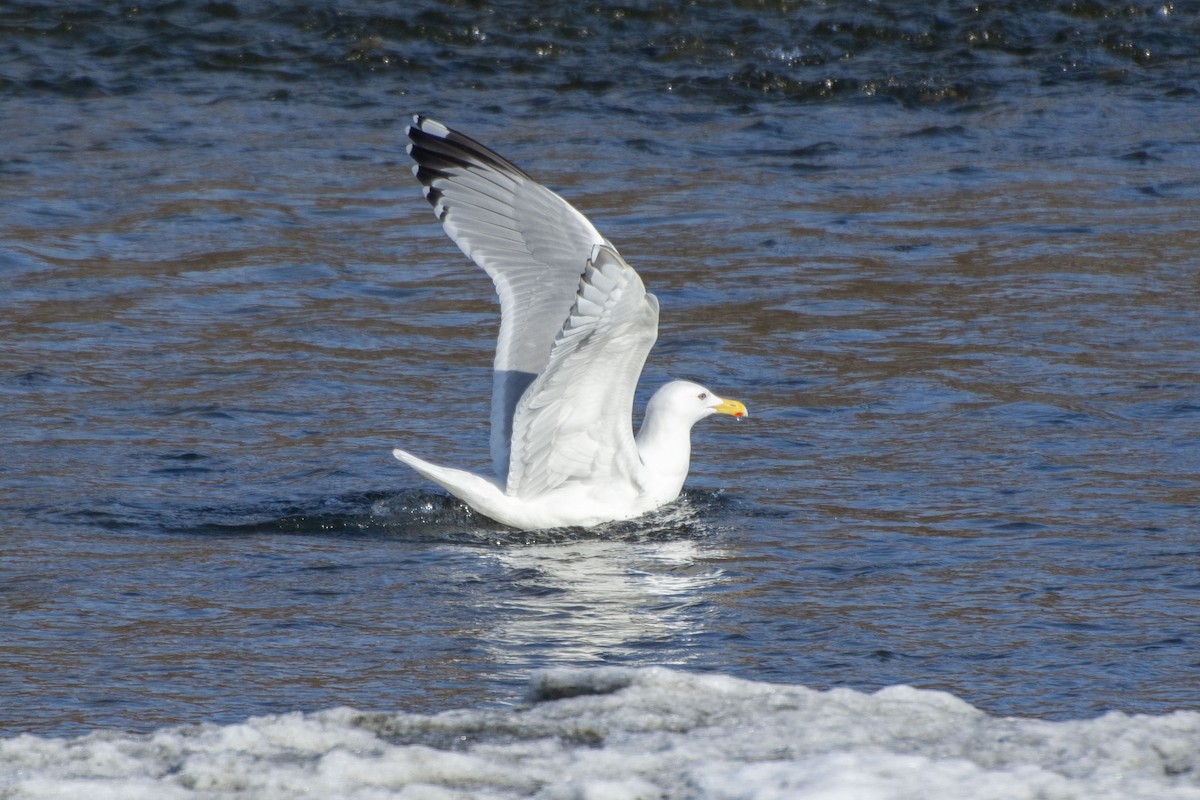 Herring x Glaucous-winged Gull (hybrid) - Emily Weiser