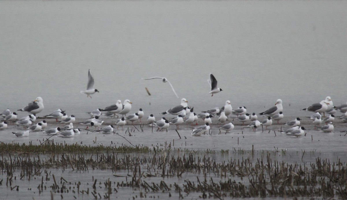 Little Gull - ML327424941