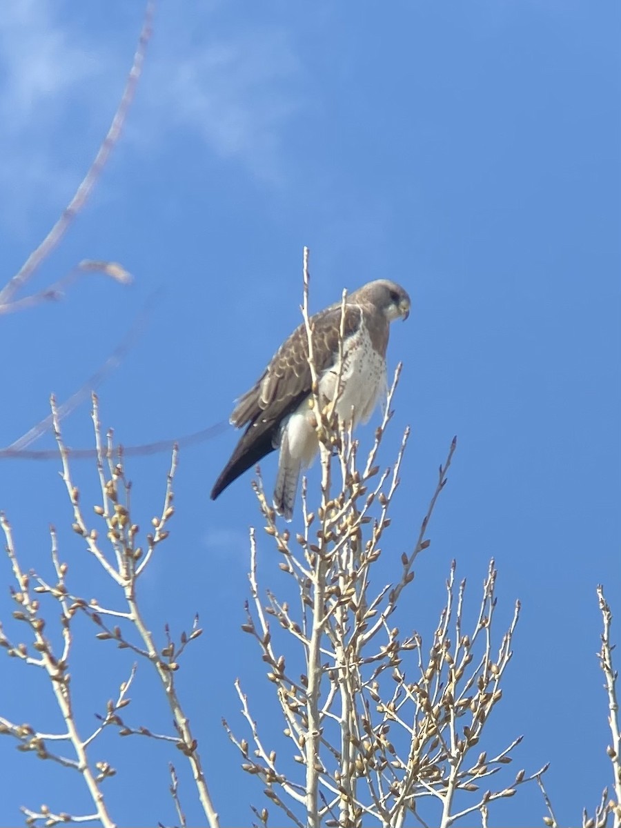 Swainson's Hawk - ML327427731