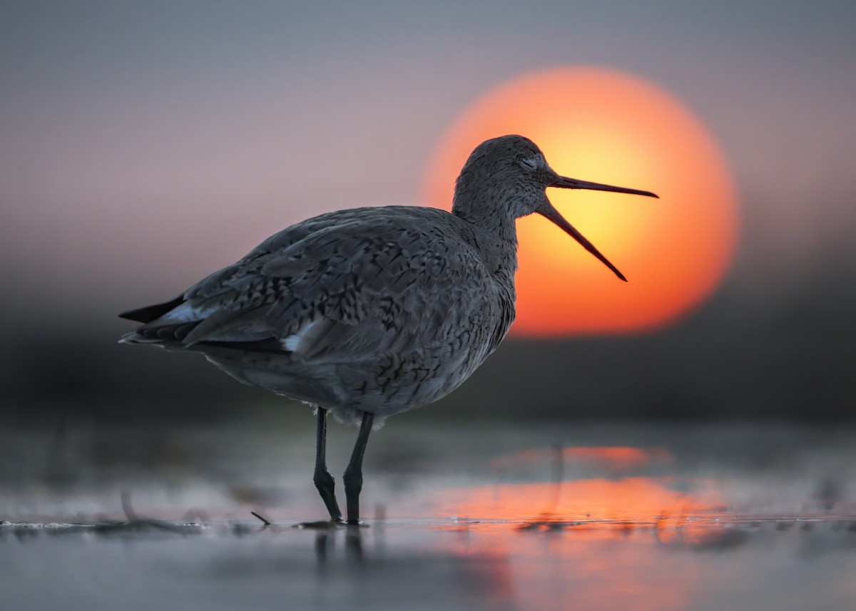 Willet - ML327428271