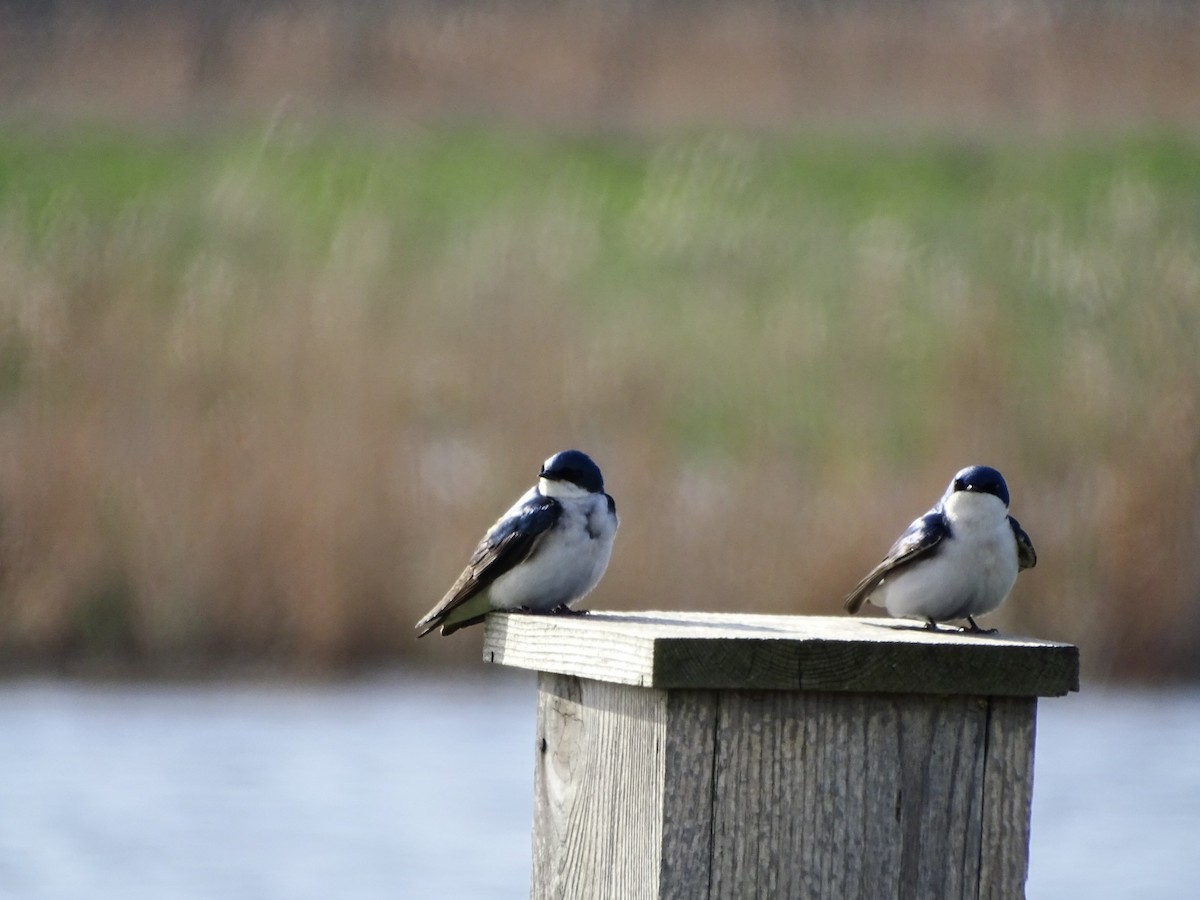 Tree Swallow - ML327429161