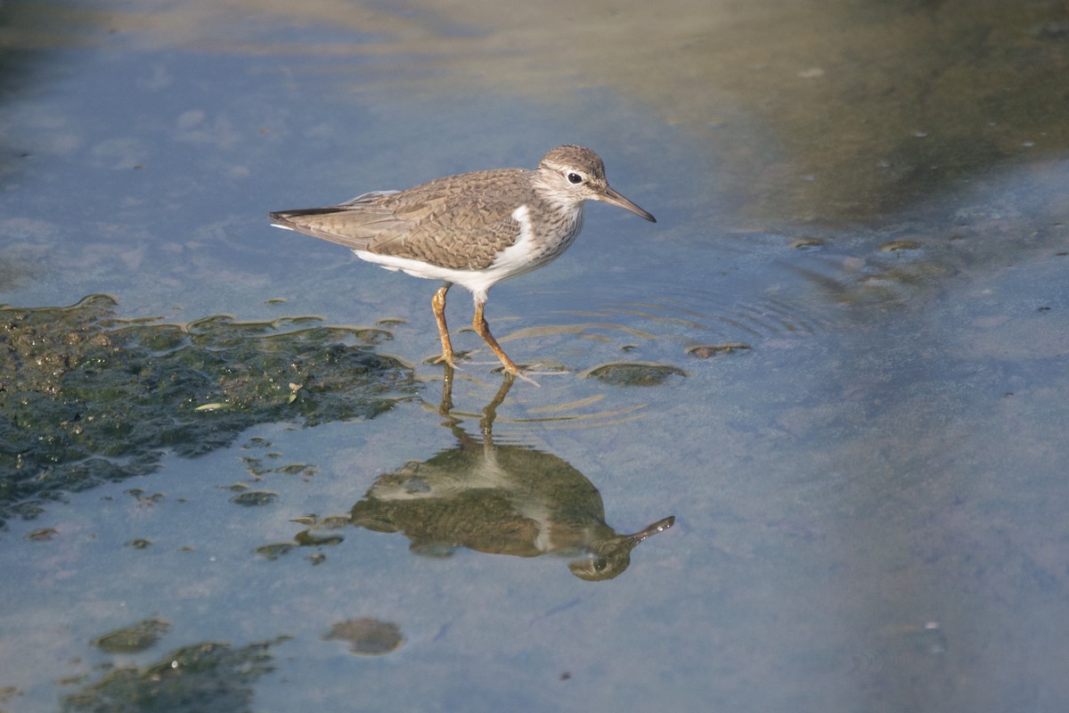 Common Sandpiper - ML327430581