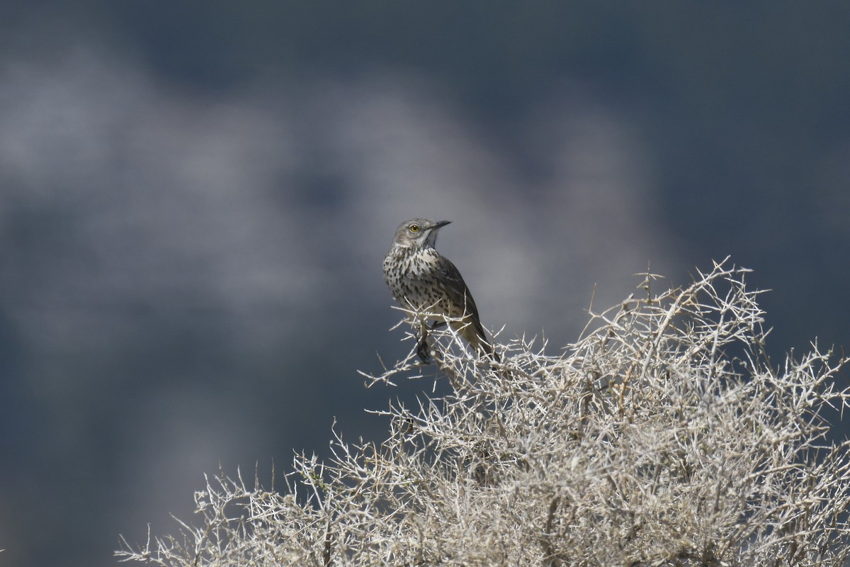 ウタイマネシツグミ - ML327431031