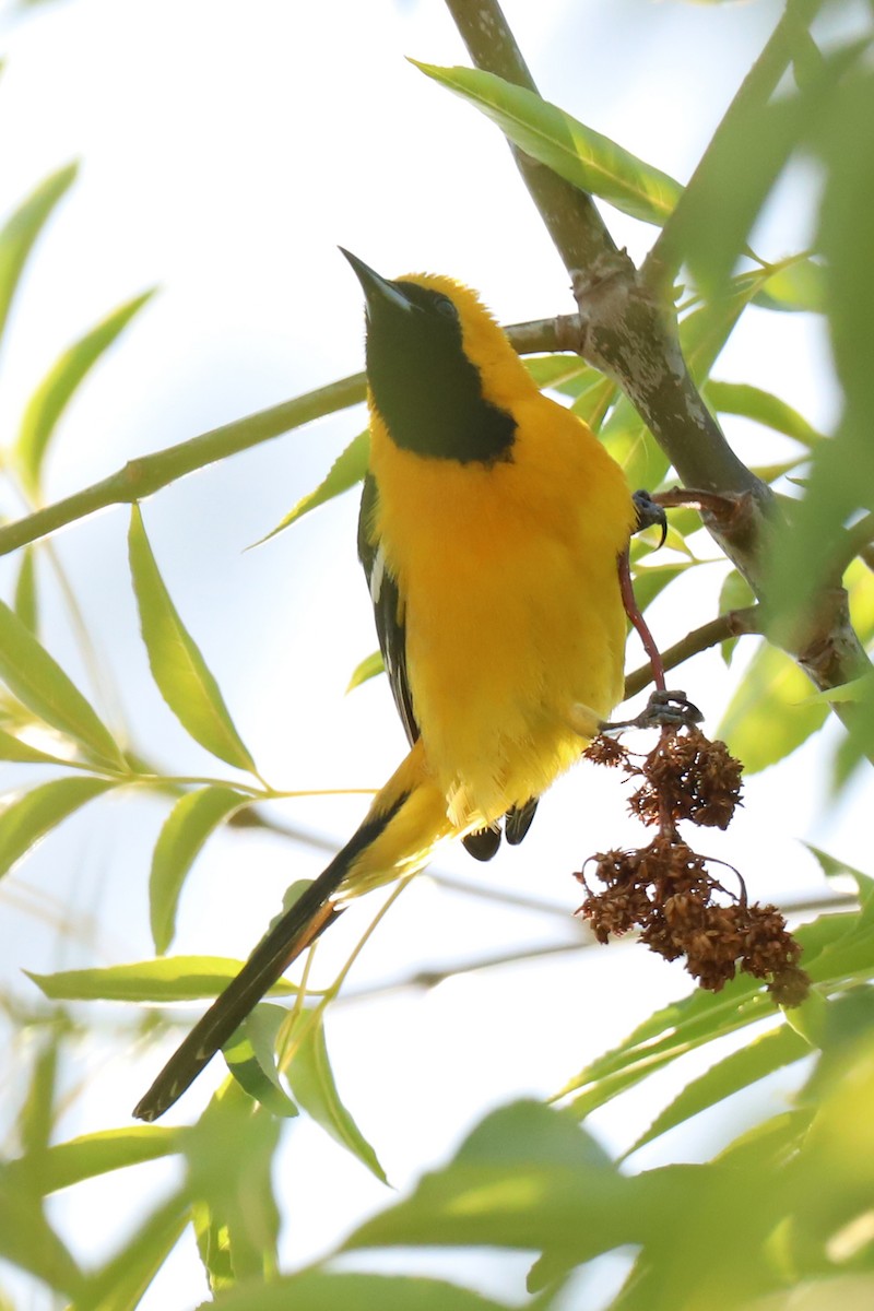 Hooded Oriole - Audry Nicklin