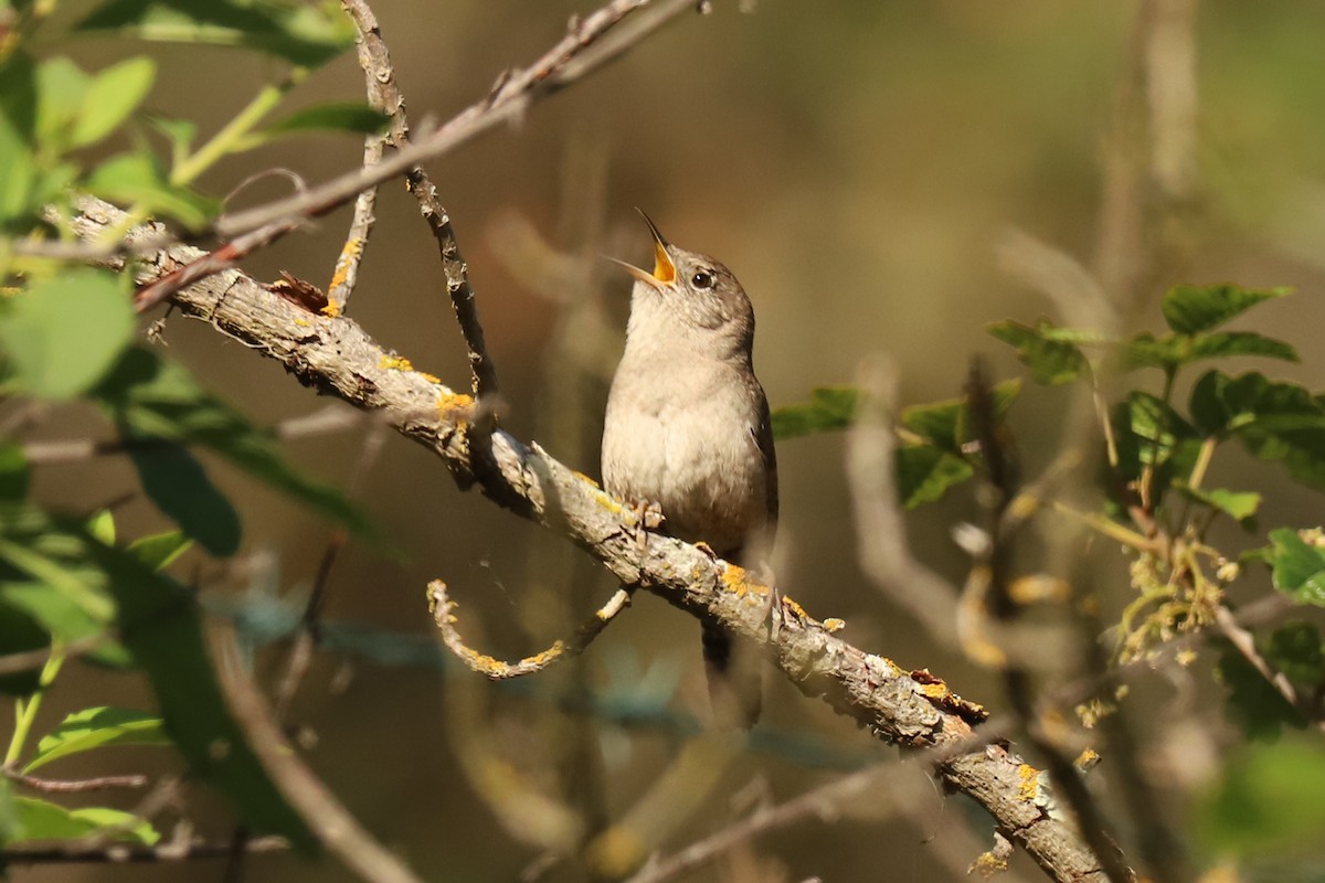 House Wren - ML327434541