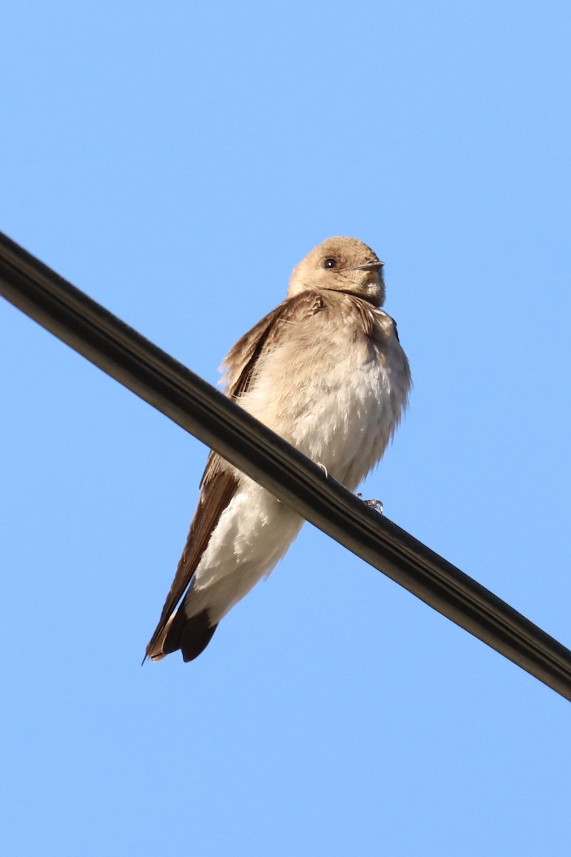 Northern Rough-winged Swallow - Audry Nicklin