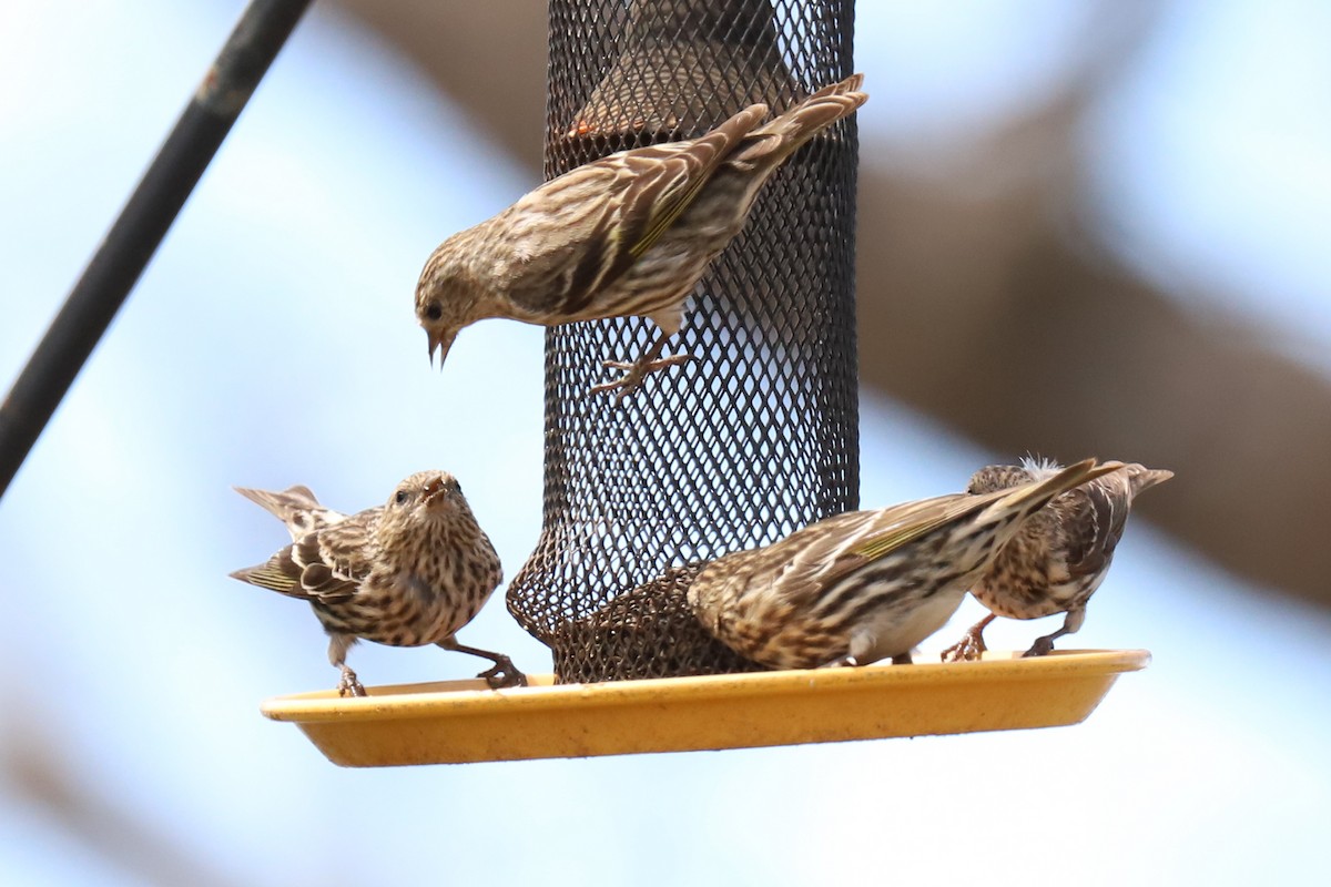 Pine Siskin - ML327436851