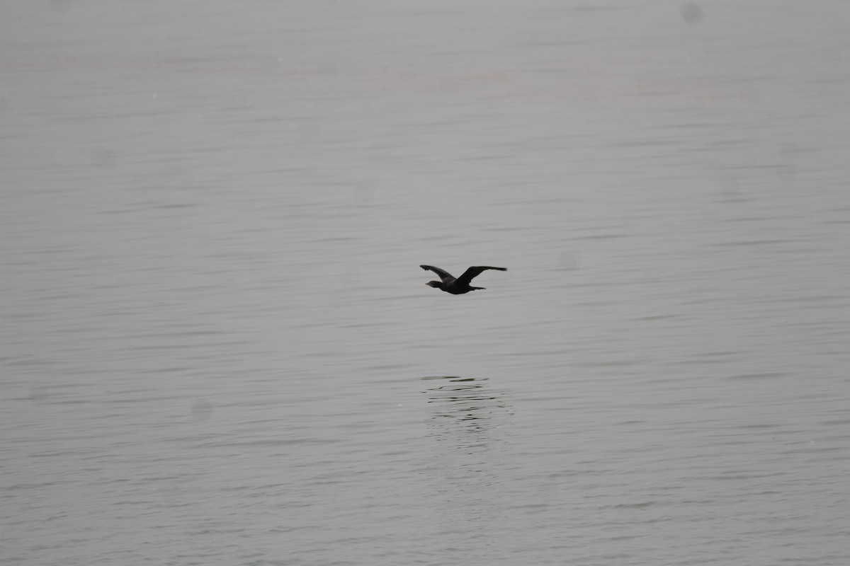 Little Cormorant - Gowthama Poludasu