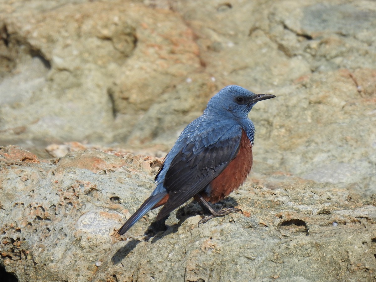 Blue Rock-Thrush (philippensis) - ML327437561