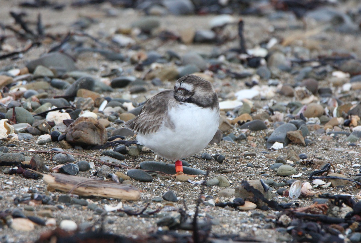 Shore Plover - Shawn Herron