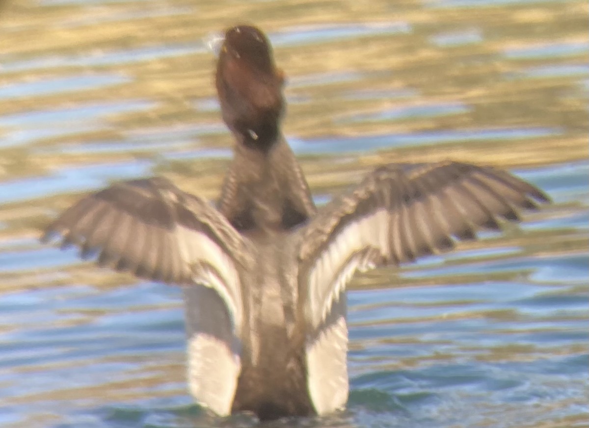 Redhead x Lesser Scaup (hybrid) - Gavin McKinnon