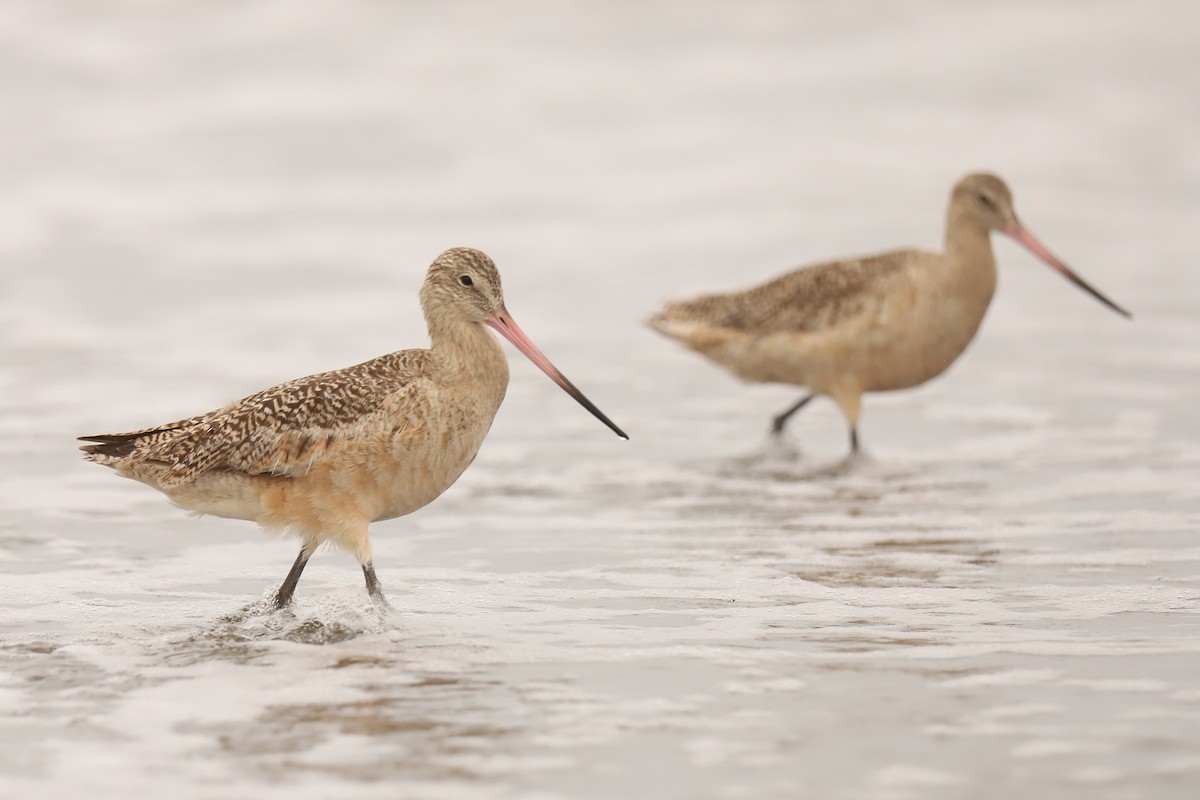 Marbled Godwit - ML327439101