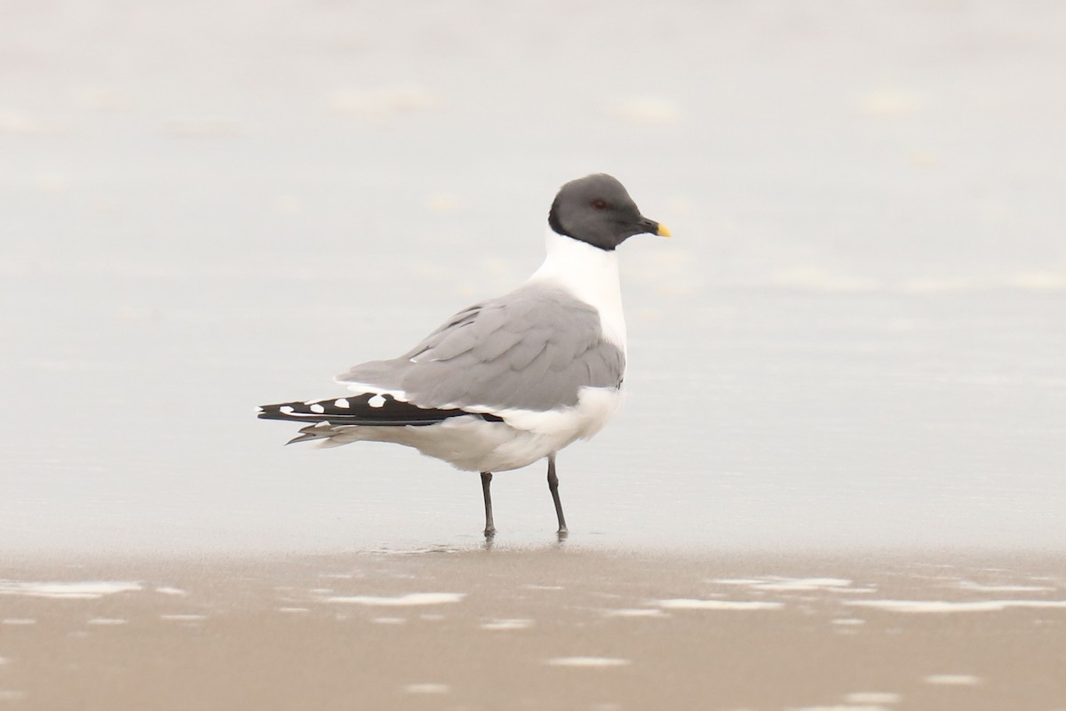 Sabine's Gull - ML327439221