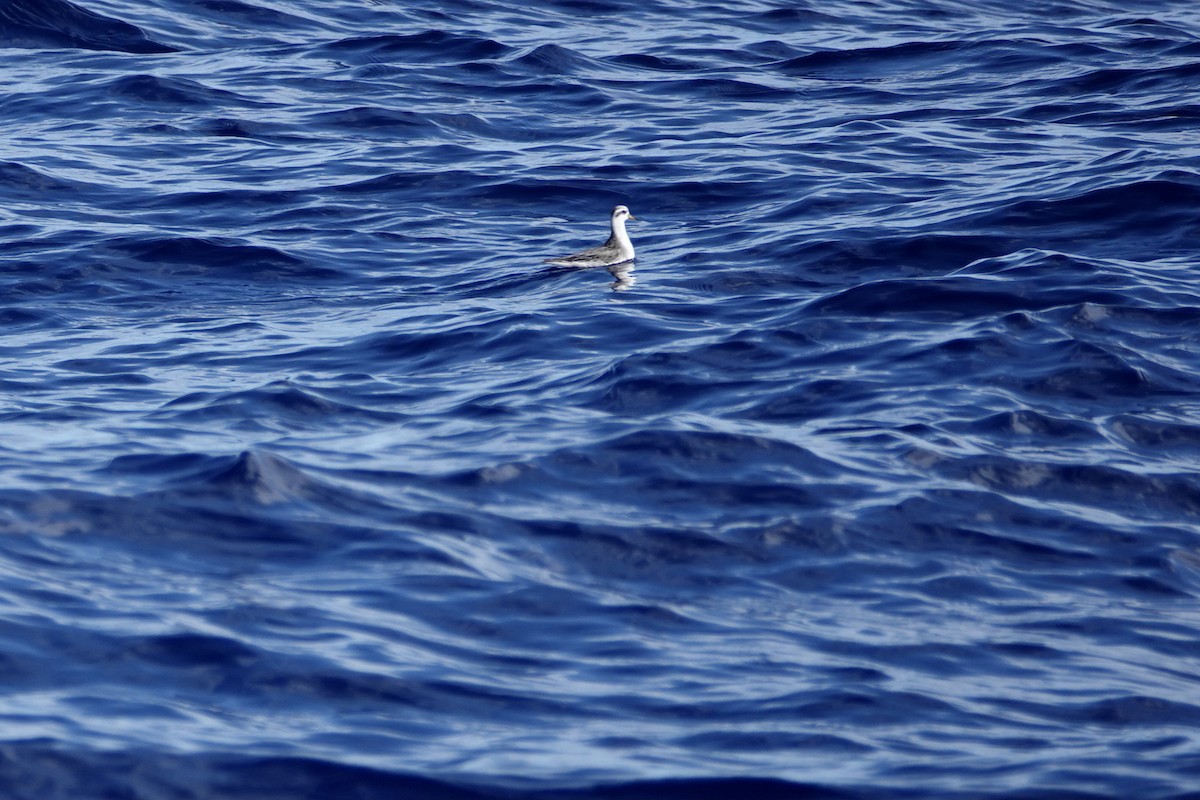 Red Phalarope - ML327440531