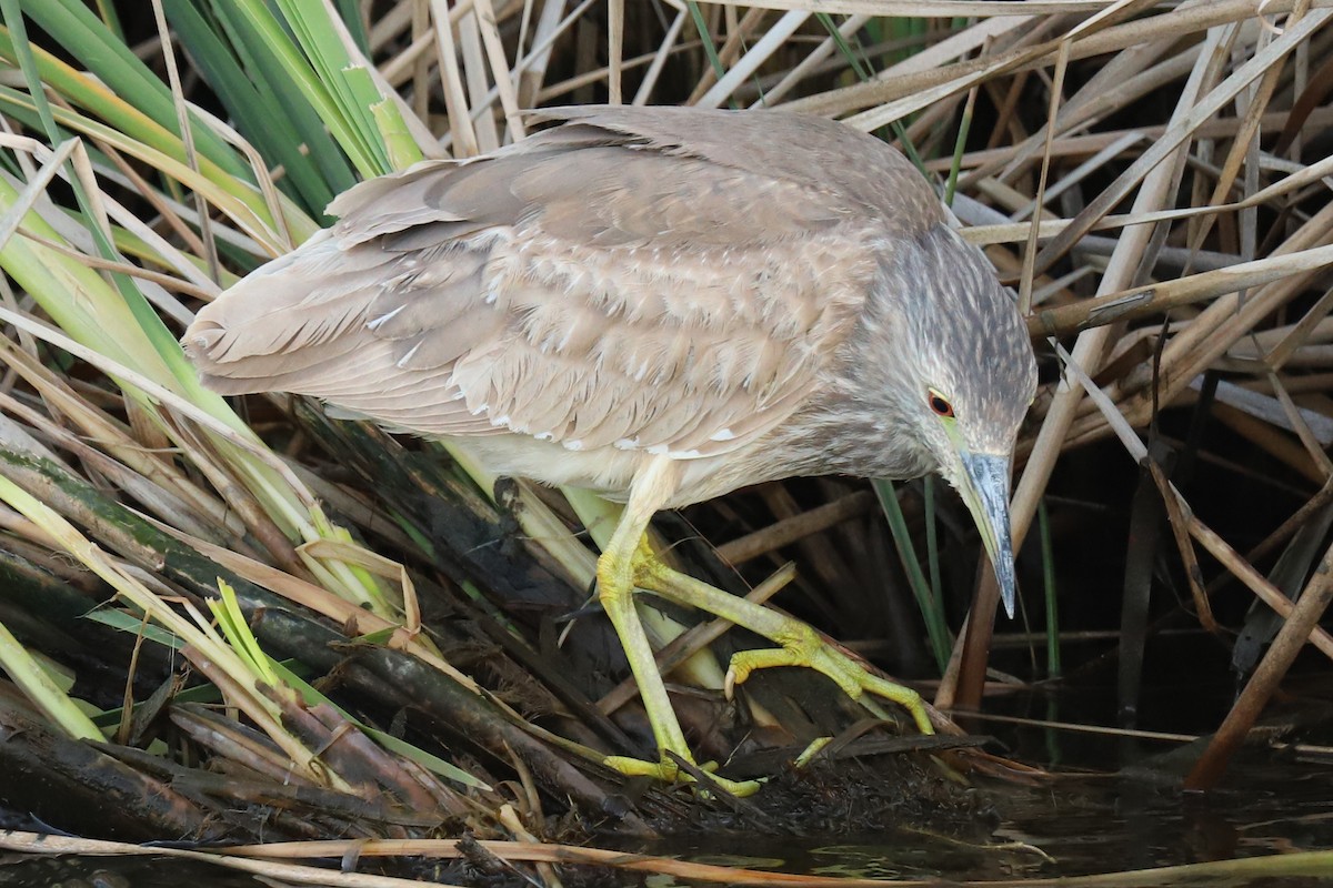 Black-crowned Night Heron - ML327441991