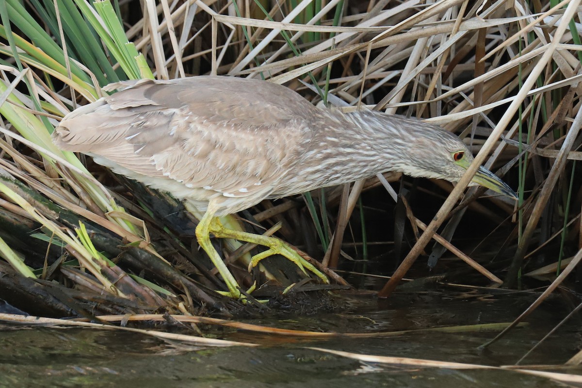 Black-crowned Night Heron - Audry Nicklin