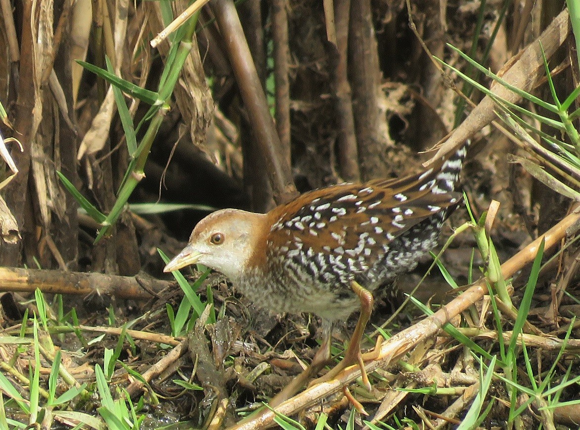 Baillon's Crake (Western) - Bram Piot