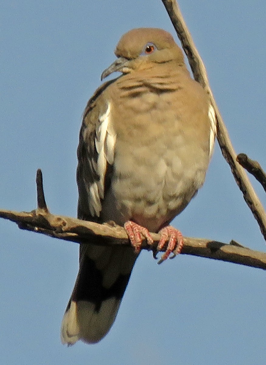 White-winged Dove - Diane Drobka