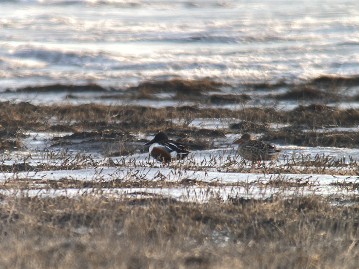 Northern Shoveler - ML327445301