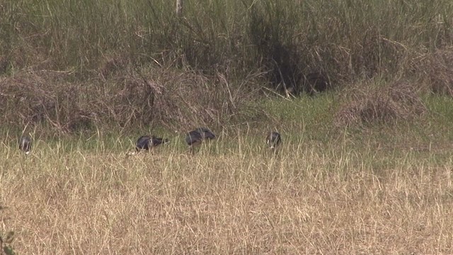 ibis slámokrký - ML327445941