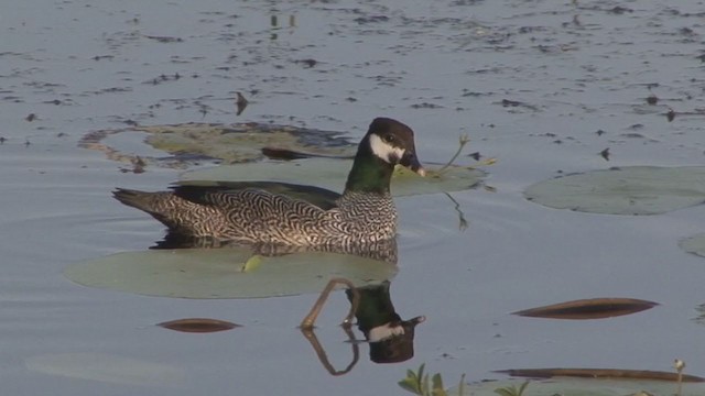 Green Pygmy-Goose - ML327446051