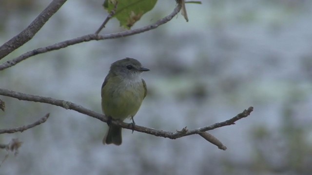 Lemon-bellied Flyrobin (Lemon-bellied) - ML327446121