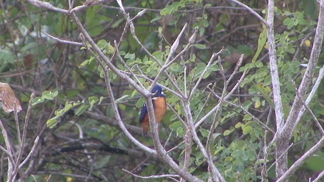 Azure Kingfisher - ML327446131