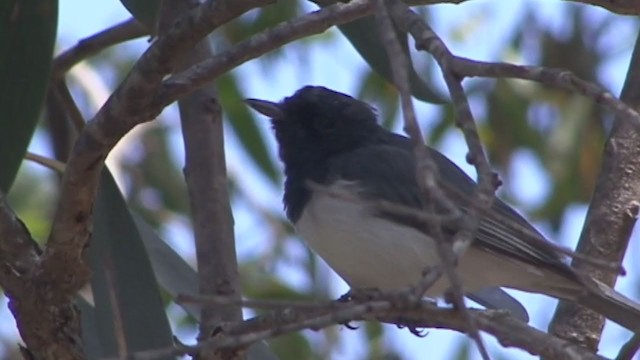 Leaden Flycatcher - ML327446201