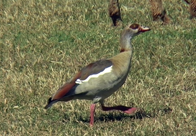 Egyptian Goose - Josep del Hoyo