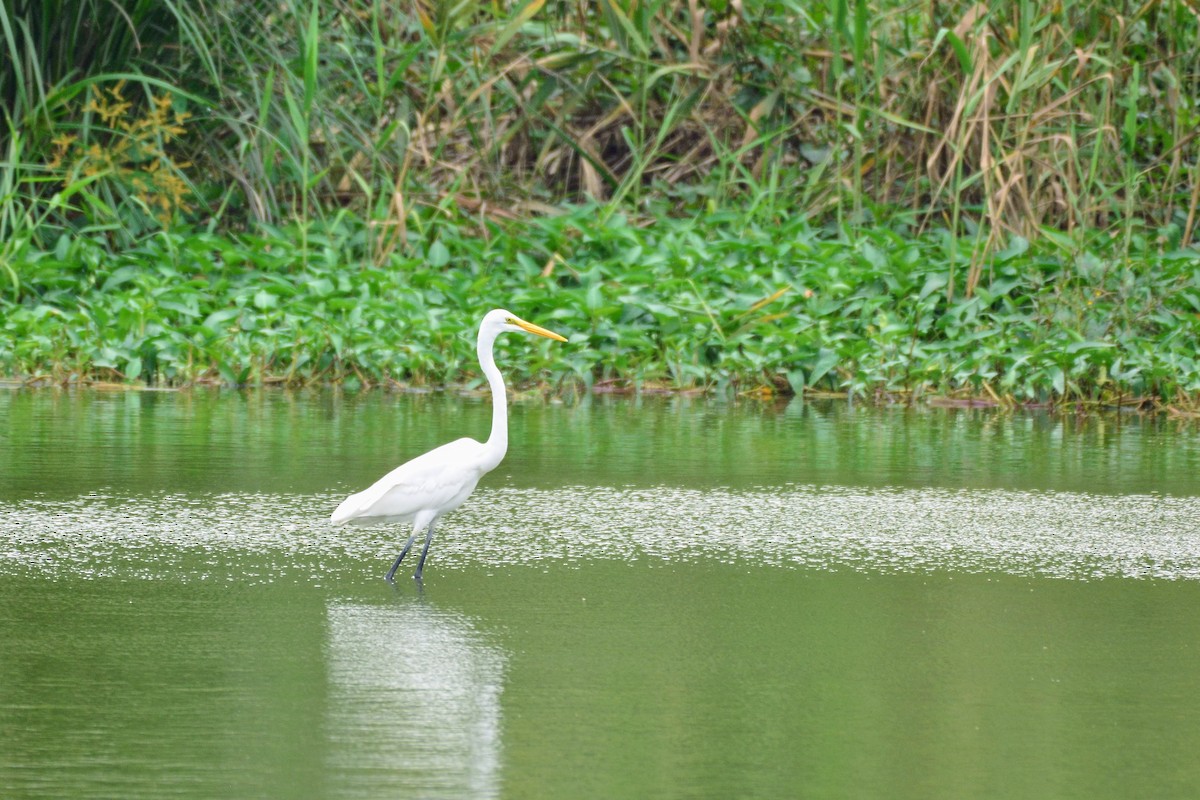 Great Egret - ML327447701