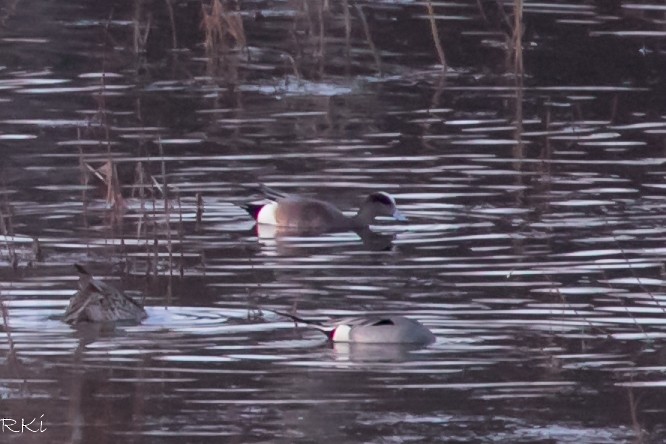 American Wigeon - ML327448351