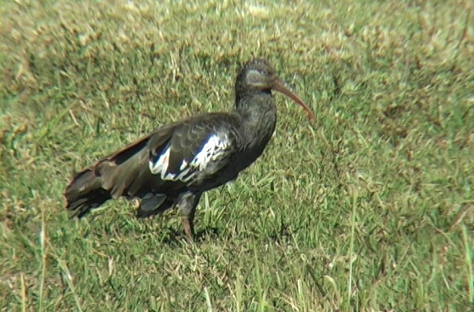 ibis etiopský - ML327449081