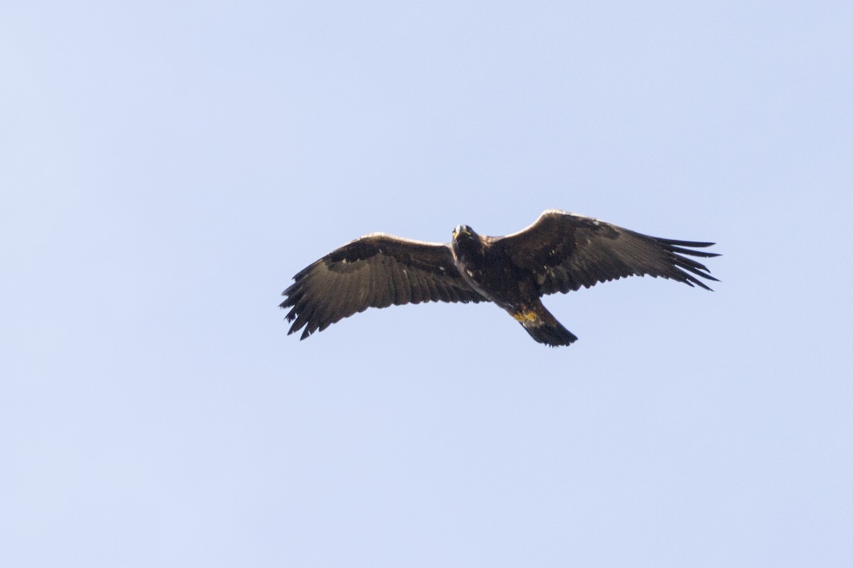 Golden Eagle - ML327450081